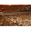 Professional Poultry Equipment with Prefab House Construction From Factory